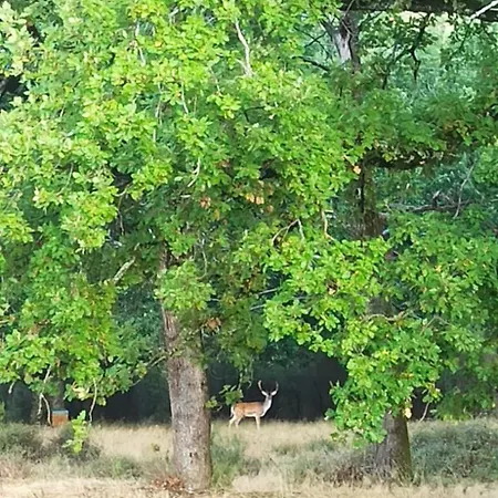 Lüks kamp alanı Eco Ceiba