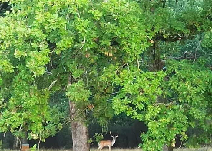 خيمة فخمة Eco Ceiba